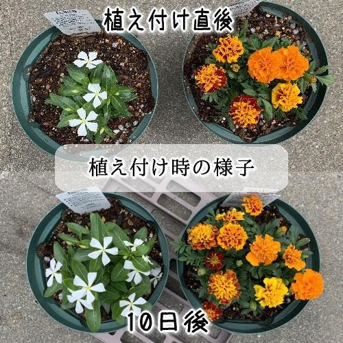 【ヨードクリーン】培養土（花の土）18L×３袋（計54L）