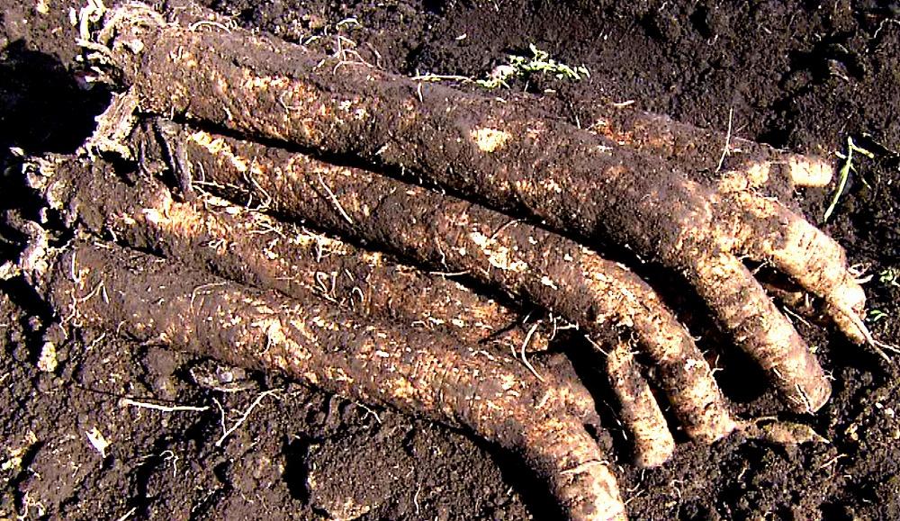 【セイショウ】京の希少野菜・堀川ごぼうを使用「京都堀川ごぼうチップス」［ 京都 スイーツ チップス おいしい 人気 おすすめ お取り寄せ お菓子 和菓子 ］