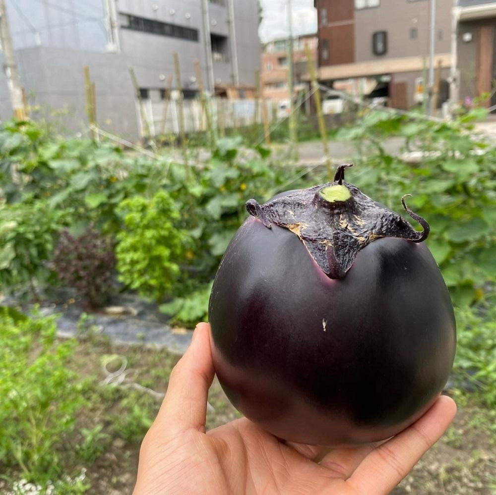 【先行予約・2026年7月発送】京ブランド野菜・賀茂茄子（かもなす） 6個 約1.5kg