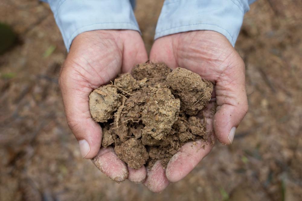【筍 専門店】※2026年4月中旬～発送※ 京の伝統野菜京たけのこ（塚原たけのこ）