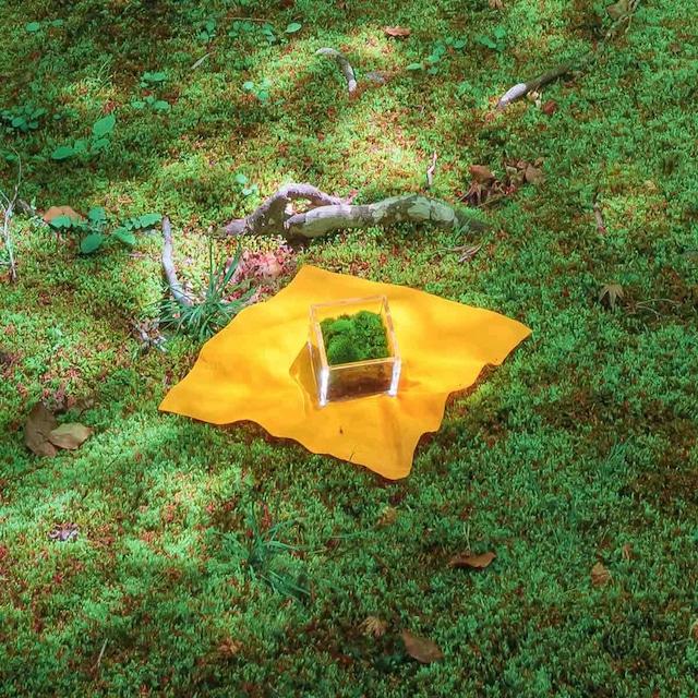 【銀座花粂】清水寺の苔 春 (3月20日頃到着 寄付日：2月3日から3月1日の方)