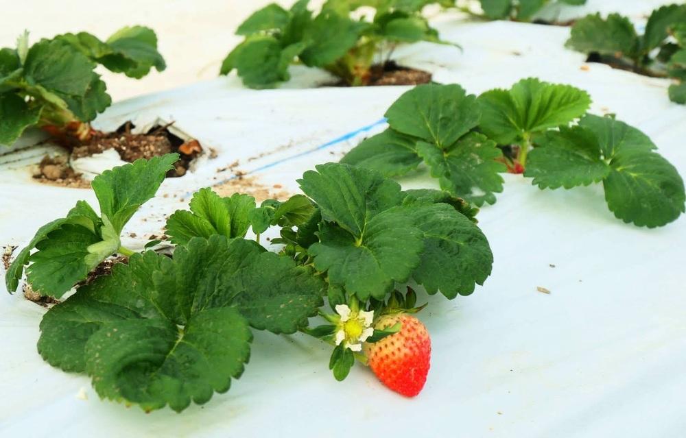 ＜予約受付＞【オーガニックnico】おふくわけいちご　＜京都洛西大原野産　有機JAS認定＞［ 京都 有機 JAS認定 オーガニック 人気 おすすめ 果物 フルーツ お取り寄せ 通販 送料無料 ふるさと納税 ］