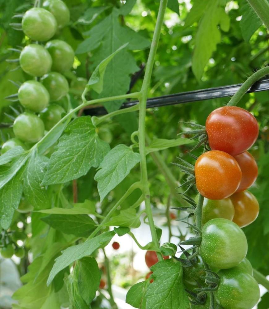 【オーガニックnico】有機JAS　丹のトマトジュース［ 京都 有機 JAS認定 オーガニック 人気 おすすめ  健康 野菜 お取り寄せ 通販 送料無料 ふるさと納税 ］