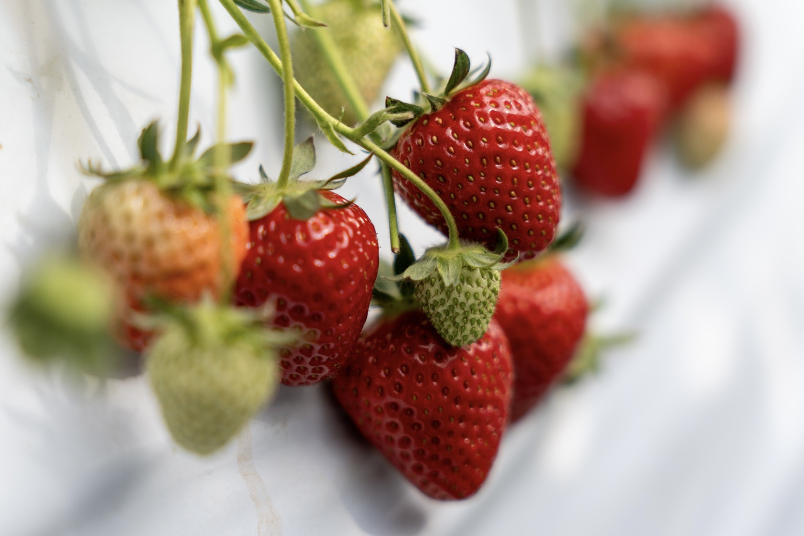 【オーガニックnico】有機栽培のいちご狩り1名分(2026年3月～4月開催)｜京都 大原野 いちご 食べ放題 人気 おすすめ [ 有機いちご 40分いちご狩り＋お土産付き 幼児は無料 人気 おすすめ 果物 フルーツ フルーツ狩り ふるさと納税 ]