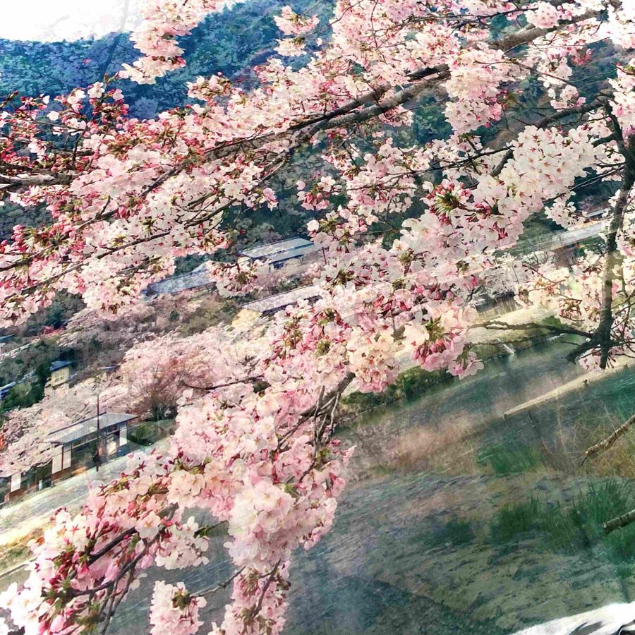【マルナカ商事】京都スカーフ　「桜匂う  ～渡月橋～」 1枚