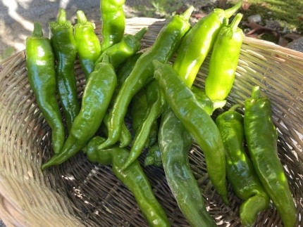 【先行予約・2026年7月発送】万願寺とうがらし（京野菜）1kg（目安30～35本）