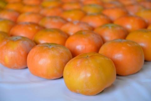 【京都市農協 大枝支部】＜令和7年11月中旬～発送＞大枝冨有柿（Mサイズ 18個）