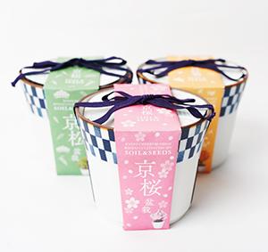 【京都花室 おむろ】京都小鉢（ミニ盆栽）種栽培セット 京桜・京紅葉・京松