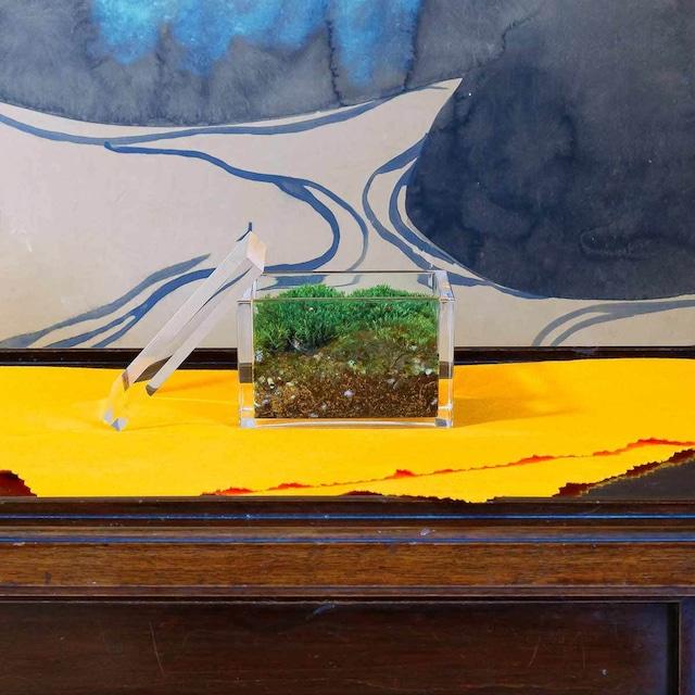 【銀座花粂】青蓮院の苔 春 (3月20日頃到着 寄付日：2月3日から3月1日の方)