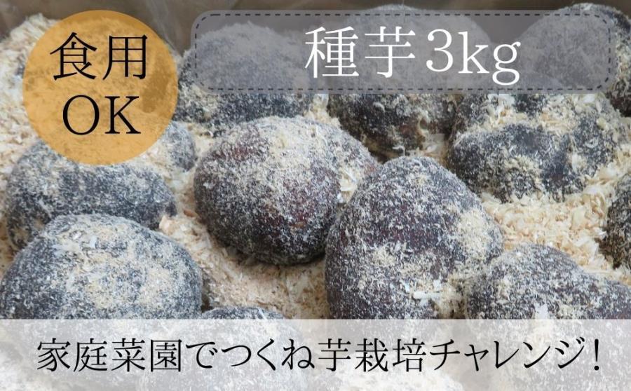 【芋家なか吉】丹波山の芋 種芋 3kg  食用でもOK/令和7年11月収穫［ 京都 芋 いも イモ 新鮮 野菜 栽培 人気 おすすめ お取り寄せ 通販 ふるさと納税 ］