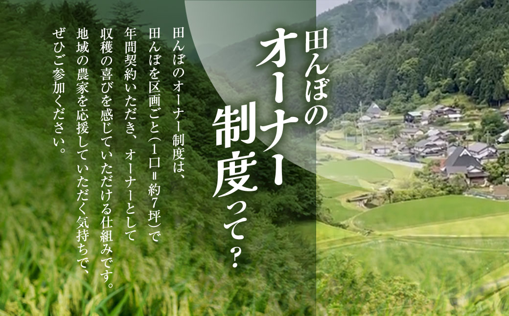 ＼＼計30kg ♪／／＜令和8年10月中旬より発送！＞【3ヶ月定期】田んぼオーナーシップ3口分　清雫　玄米10kg+黒ムラサキ（丹波黒大豆の枝豆）/ ふるさと納税 田んぼ オーナー制度 米 玄米 令和8年度産 先行 定期 10kg 3回 収穫 夜久野 京都 京都府 福知山 FCDB006