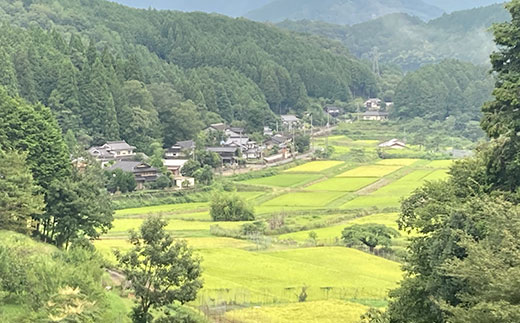 令和7年度産　京都丹波産　コシヒカリ米（精米）5kg  【ふるさと納税 米  精米 コシヒカリ 特別栽培米 5kg 京都府 福知山市】 FCDF001