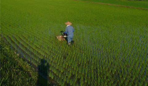 【令和6年産新米 先行予約受付】京都府福知山産 ＜姫髪の里詰め合わせ 合計10kg(コシヒカリ5kg+キヌヒカリ5kg)＞ ふるさと納税 米 こめ 白米 お米 ご飯 ごはん コシヒカリ こしひかり キヌヒカリ 京都府 福知山市 FCAQ002