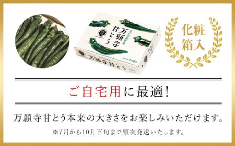 ＜7月発送開始！＞京のブランド産品　万願寺甘とう　秀品 1kg 【2025年発送分】 / ふるさと納税 京野菜 万願寺 甘とう とうがらし 大型 肉厚 甘い 万願寺とうがらし 万願寺唐辛子 京都府 福知山市 FCCS002