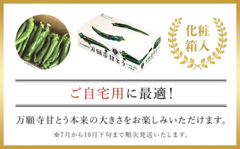 ＜7月発送開始！＞京のブランド産品　万願寺甘とう　　秀品 2kg 【2025年発送分】 / ふるさと納税 京野菜 万願寺 甘とう とうがらし 大型 肉厚 甘い 万願寺とうがらし 万願寺唐辛子 京都府 福知山市 FCCS003