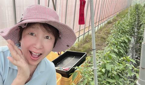 ＜京都・福知山ピクルス ５本セット＞ ふるさと納税 ピクルス 酢漬け 規格外野菜 さっぱり 野菜 万願寺とうがらし ミニトマト うずら卵 カボチャ サツマイモ 京都府 福知山市 FCBV001