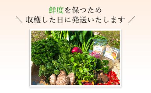 ＜京野菜15品目詰合せ＞ ふるさと納税 京野菜 野菜 旬 新鮮 鮮度 自然栽培 自然農法 おいしい おばんざい 詰合せ お取り寄せ 京都府 福知山市 FCCM003