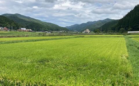 【令和7年産】衣川の男米コシヒカリ5kg【京のプレミアム米】FCDB001