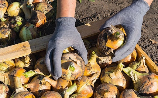 玉葱ピクルスソース（スパイス）/ ふるさと納税 ピクルス ピクルスソース たまねぎ 玉葱 スパイス spice 香ばしい ニンニク はちみつ 黒コショウ 大人 刺激 サラダ 肉料理 魚料理 おしゃれ お歳暮 お中元 クリスマス ハロウィン ギフト 京都府 福知山市 京都 福知山 奥京都 FCBW011