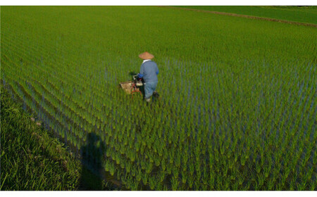 【令和6年産新米 先行予約受付】京の台所 丹波・福知山産 無洗米こしひかり5kg×4袋 合計20kg【姫髪の里　森成農産】【精米したてをお届け】 ふるさと納税 米 こめ 白米 お米 ご飯 ごはん 20kg 無洗米 単一米 コシヒカリ こしひかり 京都府 福知山市 FCAQ017