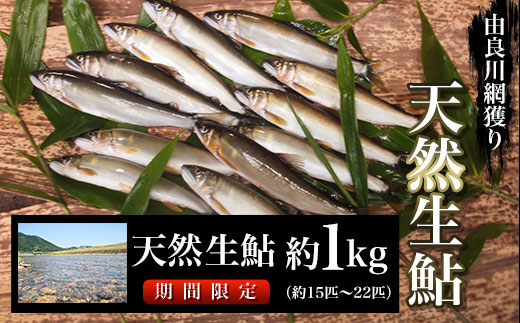 【2025年7月～発送開始】由良川の天然生鮎　約1㎏【網獲り】（約15匹～22匹） ふるさと納税 鮎 あゆ 天然 天然生鮎 生鮎 アユ 塩焼き 天然鮎 天然あゆ 天然アユ 川魚 由良川 京都府 福知山市 FCF004