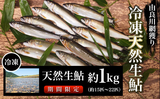 【2025年7月～発送】由良川の冷凍天然生鮎　約1㎏【網獲り】（約15匹～22匹） ふるさと納税 鮎 あゆ 天然 天然生鮎 生鮎 冷凍 アユ 塩焼き 天然鮎 天然あゆ 天然アユ 川魚 由良川 京都府 福知山市 FCF006