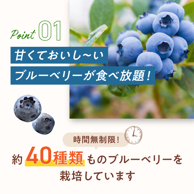 【6月～8月】 ブルーベリー狩り ペアチケット 【時間無制限・食べ放題】 | ブルーベリー 果物 フルーツ狩り 中学生以上 摘み取り 体験 チケット ペア 時間 無制限 食べ 放題 関西 京都 舞鶴
