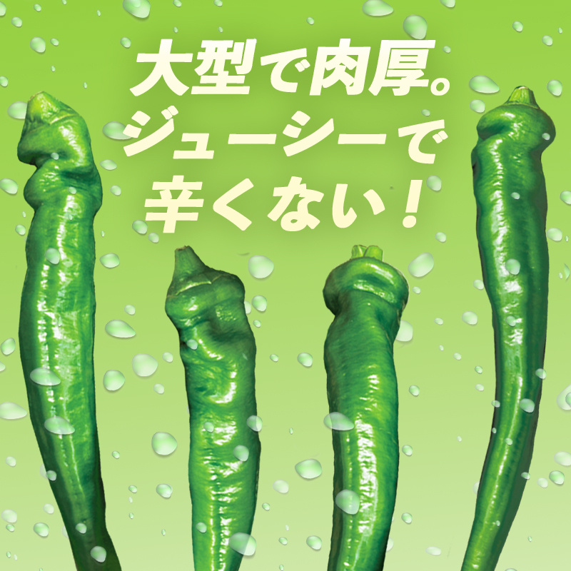 【2025年発送分】 万願寺甘とう 600g 京野菜 万願寺とうがらし 辛くない 舞鶴発祥 地場野菜 野菜 箱入り 農協 JA 京都府 舞鶴市