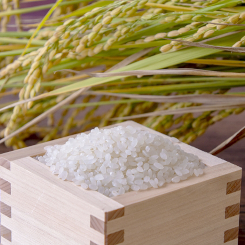 令和7年度産 新米 特別栽培米 コシヒカリ 丹の国穂まれ 精米 5kg | 新米 白米 お米 ご飯 米 農協 JA 京都府 舞鶴市