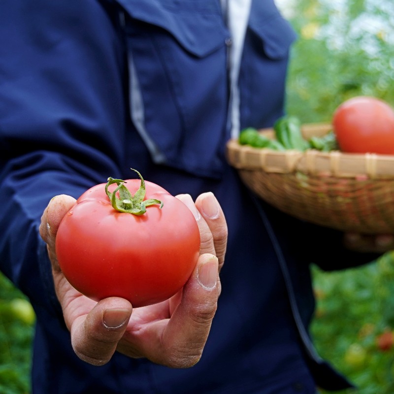 トマト 4kg 化粧箱入 農家直送 野菜 夏野菜 新鮮 鮮度 抜群 大玉トマト 完熟トマト 評判 好評 人気 濃厚 とまと リコピン ハウス栽培 京都 舞鶴 嵯峨根農園