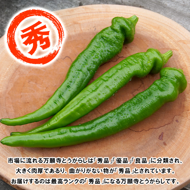 【5月中旬～11月下旬発送】 万願寺 とうがらし 秀品 1kg 辛くない 美味しい おいしい 肉厚 甘い 旬 採れたて 箱入り 伝統野菜 バーベキュー BBQ 野菜 夏野菜 農家 産地 直送 揚げ物 炒め物 煮物 万願寺とうがらし 唐辛子 京都 舞鶴 | まんがんじ 万願寺とうがらし 万願寺唐辛子 唐辛子 ご当地野菜 地場産品 地場野菜 野菜 発祥 とうがらし 京都 京野菜 期間限定 夏野菜 秋 夏 野菜 やさい 箱入り