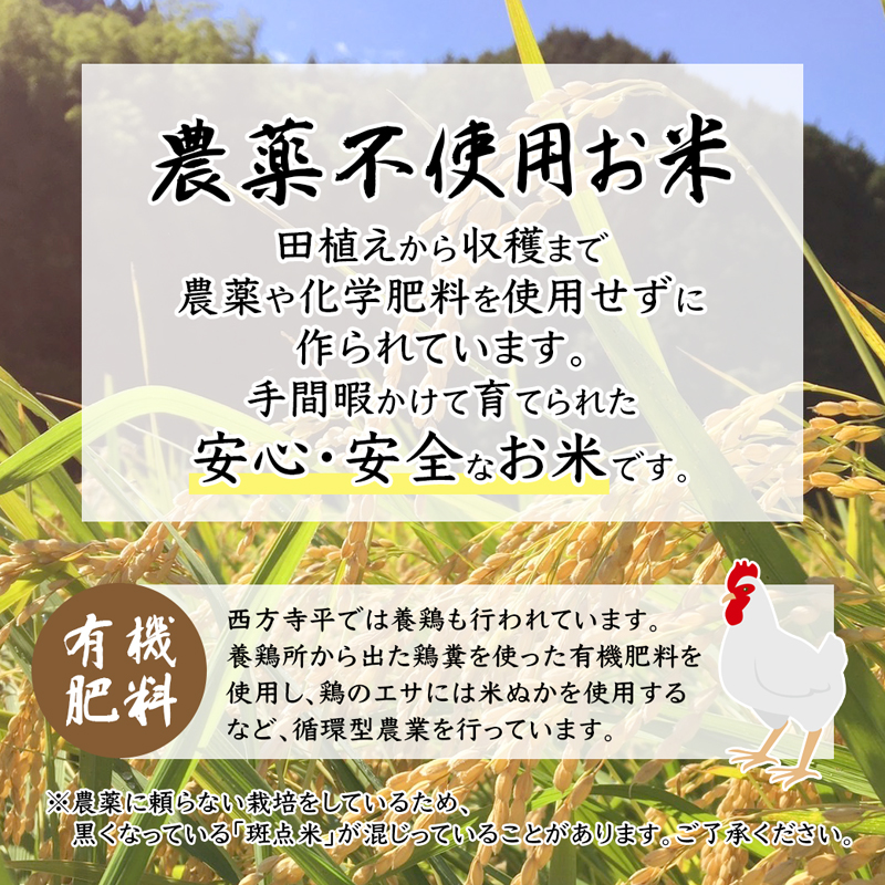【令和7年度産 新米 先行予約】 棚田米 白米 15kg 栽培期間中農薬不使用 コシヒカリ こしひかり 精米 米 お米 おにぎり お弁当 京都 舞鶴 農家直送