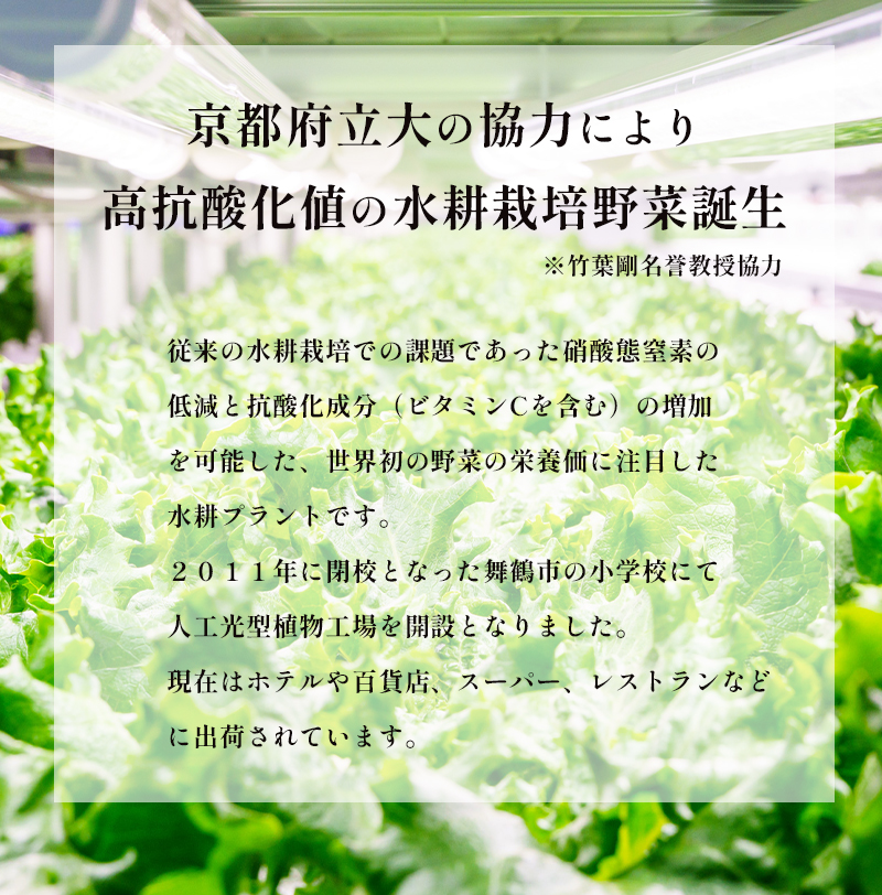 みらい乃野菜 はんなりレタス 12袋 720g レタス 袋入 水耕栽培 野菜 れたす 葉物 サラダ 高抗酸化値 低硝酸態窒素 小分け 小袋 そのまま 食べれる 健康 身体にやさしい お試し 贈答 熨斗 野菜