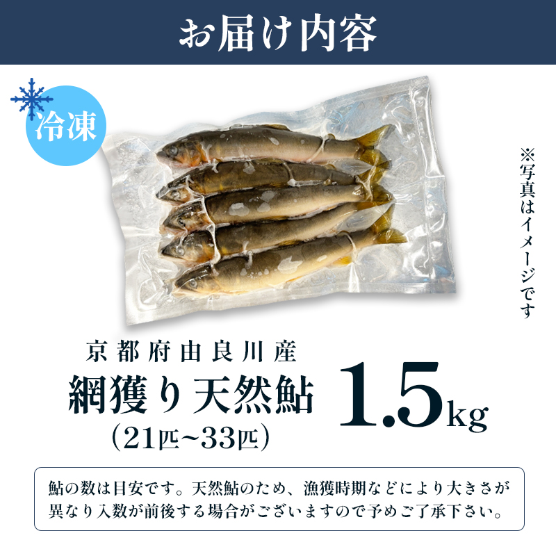 天然鮎 網獲り 冷凍 約1.5kg（約21匹～33匹）【 由良川の網獲り 由良川漁協 冷凍あゆ 冷凍鮎 高鮮度 冷凍 あゆ 鮎 魚 さかな 舞鶴 京都 】