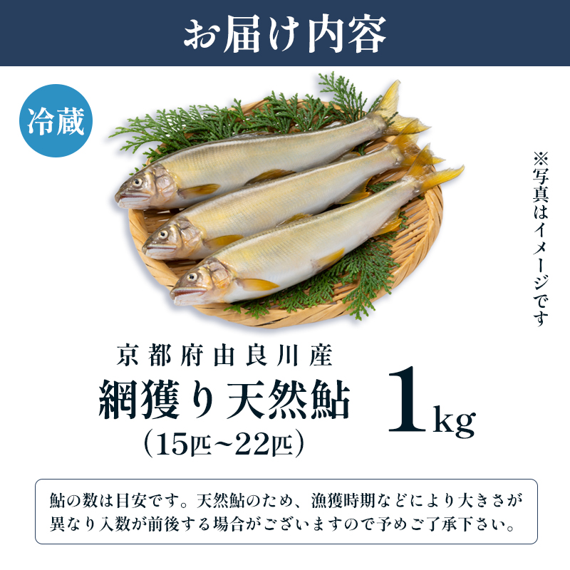 【2025年夏発送】 天然鮎 網獲り 約1kg（約15匹～22匹）【 由良川の網獲り 由良川漁協 鮮魚 生魚 活魚 あゆ 鮎 新鮮 魚 さかな 直送 舞鶴 京都 魚介 川魚 塩焼き 生あゆ 】
