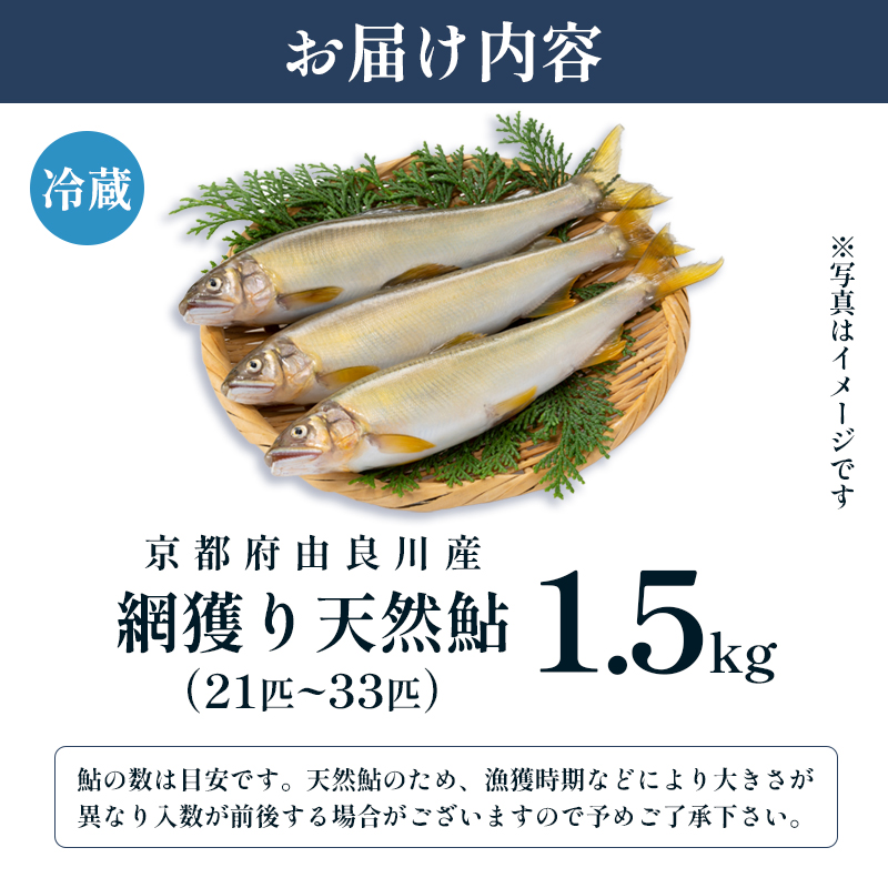 【2025年夏発送】 天然鮎 網獲り 約1.5kg（約21匹～33匹）【 由良川の網獲り 由良川漁協 鮮魚 生魚 活魚 あゆ 鮎 新鮮 魚 さかな 直送 舞鶴 京都 魚介 川魚 塩焼き 生あゆ 】