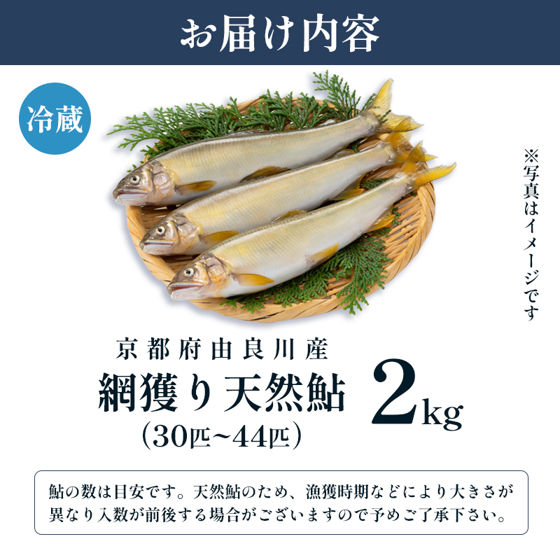 ふるさと納税 由良川の天然生鮎10匹（17cm〜23cm） FCF003 京都府福知山市 ふるさと納税6⁄1解禁由良川の天然生鮎10匹竿釣り