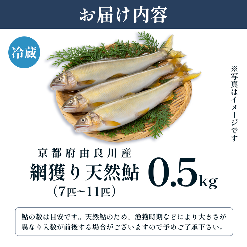 【2025年夏発送】 天然鮎 網獲り 約0.5kg（約7匹～11匹）【 由良川の網獲り 由良川漁協 鮮魚 生魚 活魚 あゆ 鮎 新鮮 魚 さかな 直送 舞鶴 京都 魚介 川魚 塩焼き 生あゆ 】
