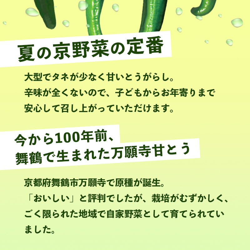 【2025年発送分】 万願寺甘とう 600g 京野菜 万願寺とうがらし 辛くない 舞鶴発祥 地場野菜 野菜 箱入り 農協 JA 京都府 舞鶴市