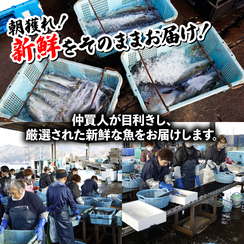 訳あり 鮮魚 詰め合わせ セット 3～4種 約2kg 2キロ 旬 厳選 朝 獲れ 鮮度 抜群 冷蔵 送料無料 あじ サバ ススキ つばす 鯵 鯖 鰯 サゴシ グレ 鯛 カマス 赤カレイ いわし レンコダイ トビウオ