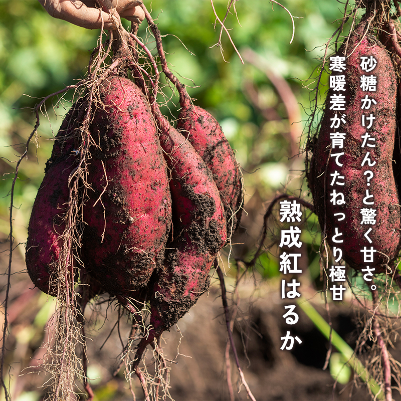 【1月以降発送】 【訳あり】 舞鶴産 熟成さつまいも 2kg （紅はるか） 無選別 M～2L混合 R7年度産 | サツマイモ 完熟 越冬 熟成 焼き芋用 ねっとり 高糖度 無農薬 スイーツ 蜜芋 キュアリング 秋収穫 保存食 京都 舞鶴
