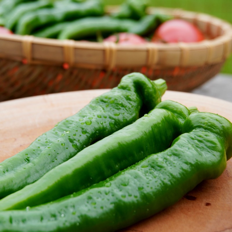 夏野菜セット 辛くない 万願寺とうがらし1kg トマト2kg 化粧箱入 合計3kg 夏野菜 野菜 セット 万願寺とうがらし とまと トマト 万願寺 新鮮 産地直送 農家直送 箱入り 京都 舞鶴 嵯峨根農園