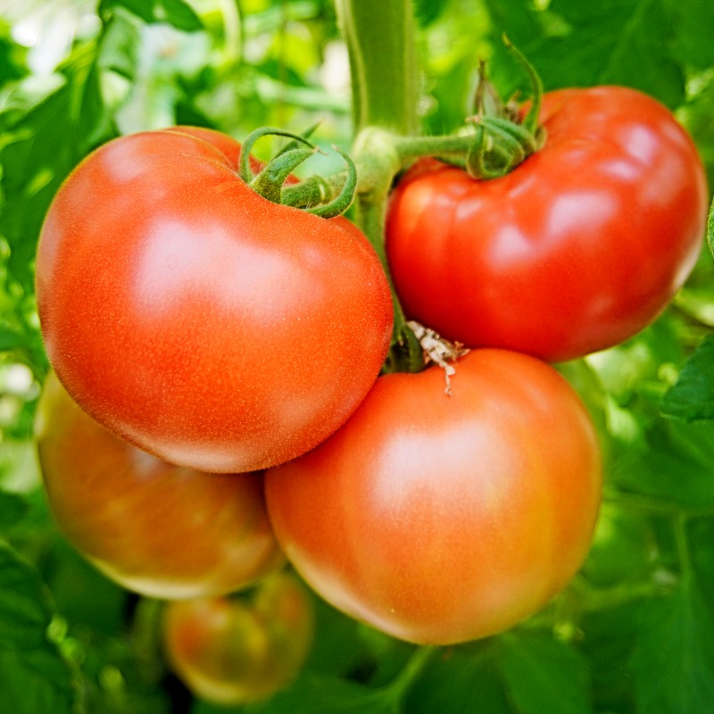 トマト 4kg 化粧箱入 農家直送 野菜 夏野菜 新鮮 鮮度 抜群 大玉トマト 完熟トマト 評判 好評 人気 濃厚 とまと リコピン ハウス栽培 京都 舞鶴 嵯峨根農園