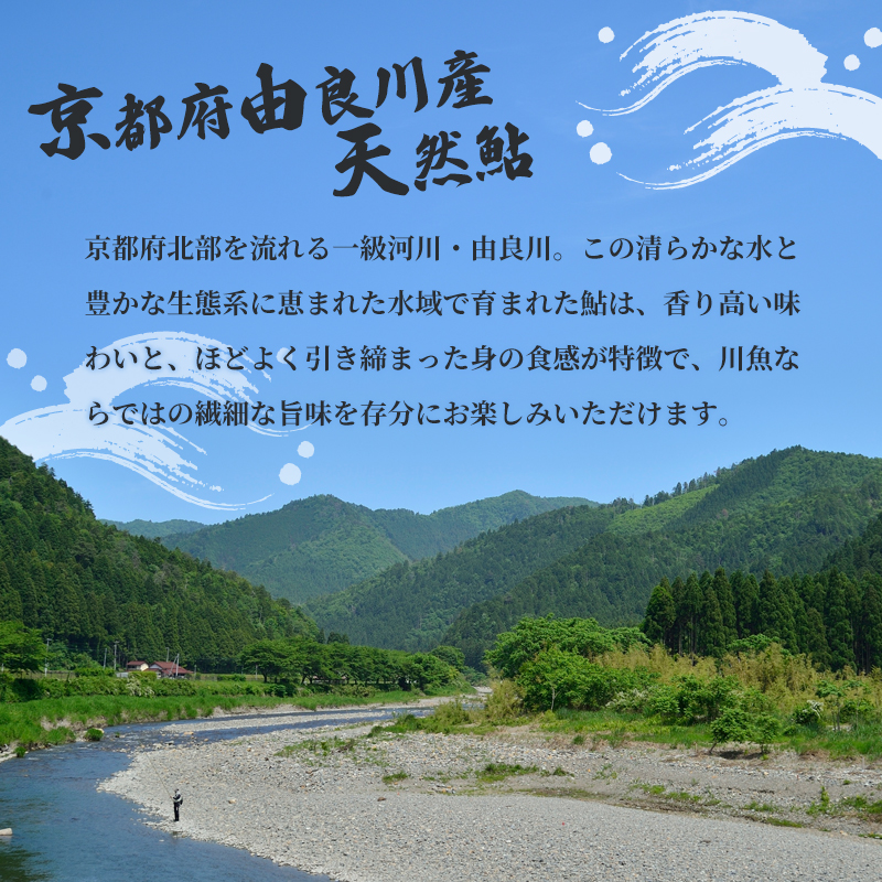 天然鮎 網獲り 冷凍 約1.5kg（約21匹～33匹）【 由良川の網獲り 由良川漁協 冷凍あゆ 冷凍鮎 高鮮度 冷凍 あゆ 鮎 魚 さかな 舞鶴 京都 】
