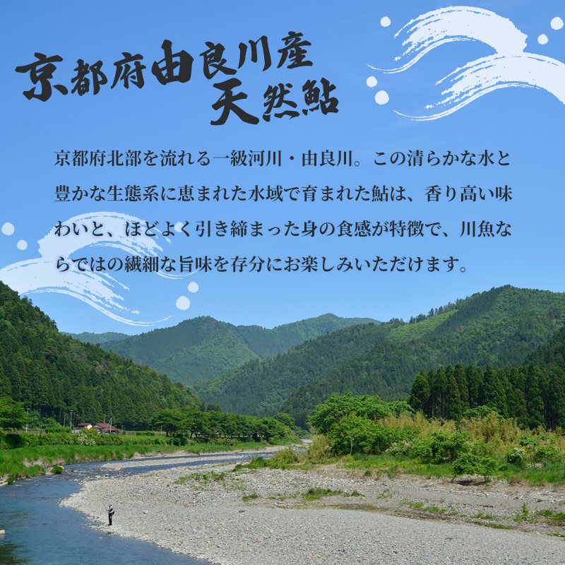 【2025年夏発送】 天然鮎 網獲り 約2kg（約30匹～44匹）【 由良川の網獲り 由良川漁協 鮮魚 生魚 活魚 あゆ 鮎 新鮮 魚 さかな 直送 舞鶴 京都 魚介 川魚 塩焼き 生あゆ 】