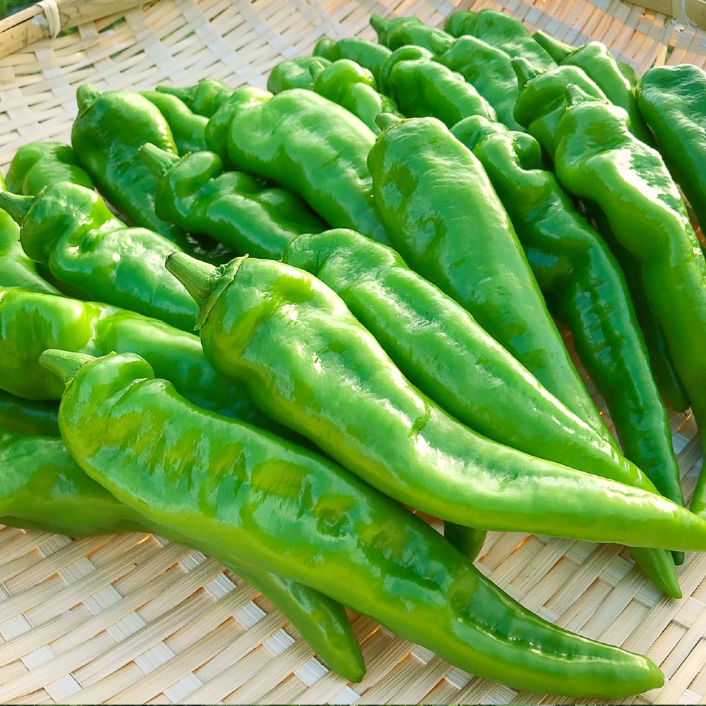 【2026年夏発送】京野菜 「万願寺とうがらし」 からくない！肉厚甘い 逸品 箱入り 1kg 2～4人用 伝統野菜 とうがらし 万願寺 ピーマン 大型 野菜 夏野菜 農家直送 揚げ物 炒め物 煮物 レシピ付き京都 舞鶴