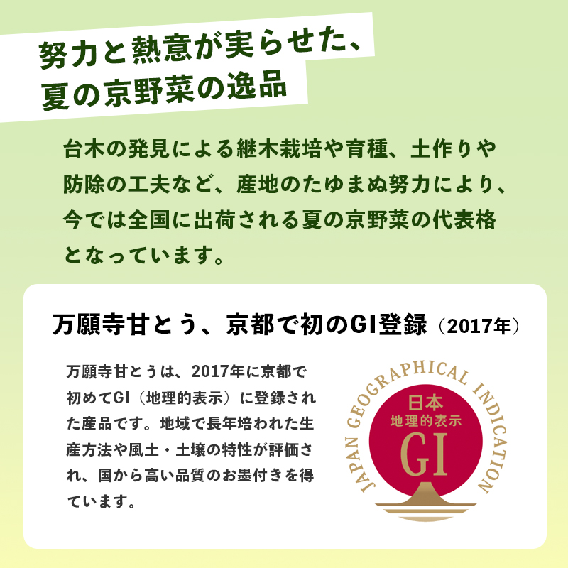 【2025年発送分】 万願寺甘とう 600g 京野菜 万願寺とうがらし 辛くない 舞鶴発祥 地場野菜 野菜 箱入り 農協 JA 京都府 舞鶴市