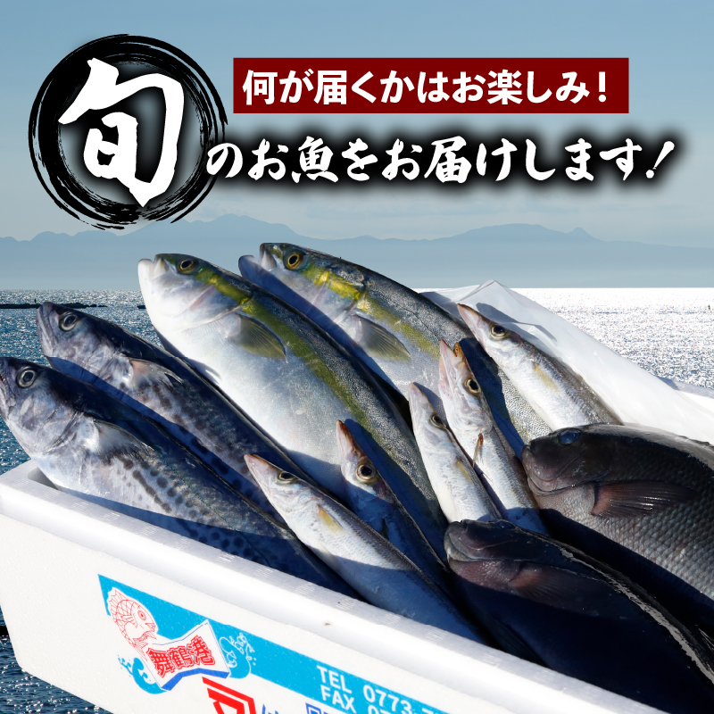訳あり 鮮魚 詰め合わせ セット 3～4種 約2kg 2キロ 旬 厳選 朝 獲れ 鮮度 抜群 冷蔵 送料無料 あじ サバ ススキ つばす 鯵 鯖 鰯 サゴシ グレ 鯛 カマス 赤カレイ いわし レンコダイ トビウオ