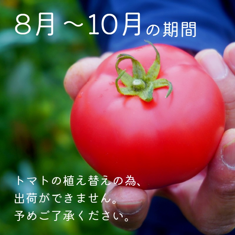トマト 4kg 化粧箱入 農家直送 野菜 夏野菜 新鮮 鮮度 抜群 大玉トマト 完熟トマト 評判 好評 人気 濃厚 とまと リコピン ハウス栽培 京都 舞鶴 嵯峨根農園
