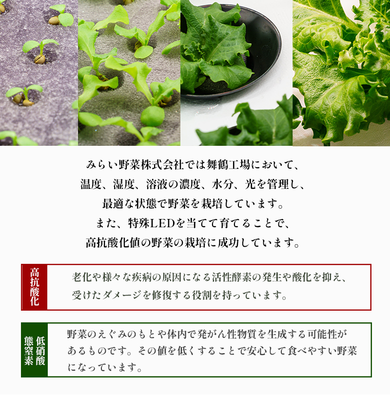 みらい乃野菜 はんなりレタス 12袋 720g レタス 袋入 水耕栽培 野菜 れたす 葉物 サラダ 高抗酸化値 低硝酸態窒素 小分け 小袋 そのまま 食べれる 健康 身体にやさしい お試し 贈答 熨斗 野菜